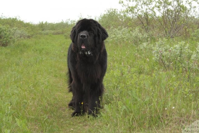 Фото: ньюфаундленд Бегущая по Волнам Зеро Коол