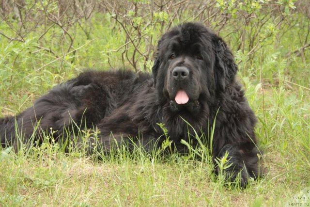 Фотография № 98854