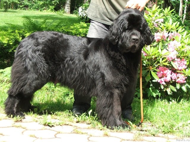 Фото: ньюфаундленд Плюшевая Панда Рейчел