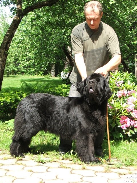 Фото: ньюфаундленд Плюшевая Панда Рейчел