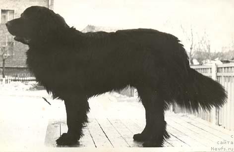 Фото: ньюфаундленд Фрэнк