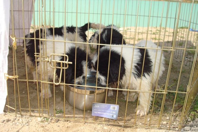 Фотография № 98902