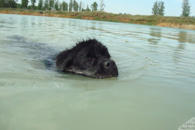 Фото: ньюфаундленд Маг Исполин Лира Любви