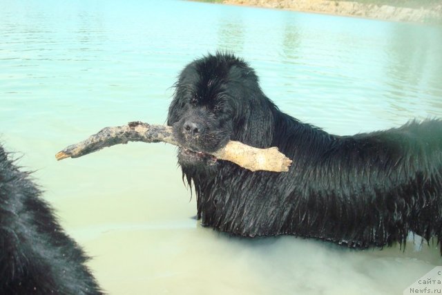 Фотография № 98906