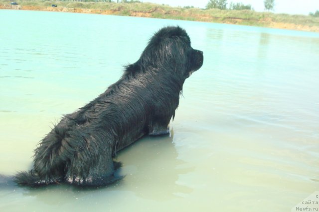 Фотография № 98907