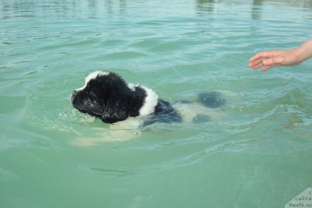 Фотография № 98912