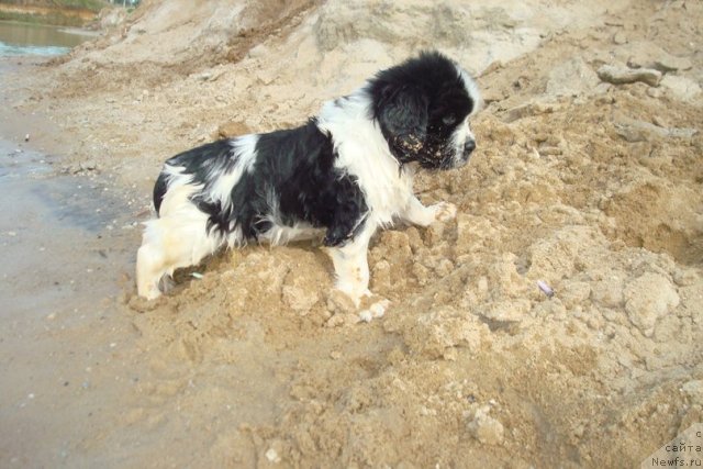 Фотография № 98917