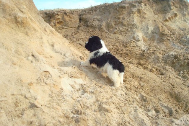 Фотография № 98931