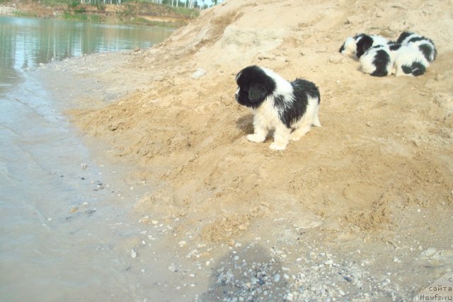 Фотография № 98936