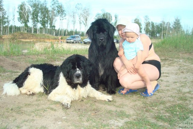 Фото: ньюфаундленд Маг Исполин Инфанта (Mag Ispolin Infanta), ньюфаундленд Маг Исполин Лира Любви, Елена Горбунова