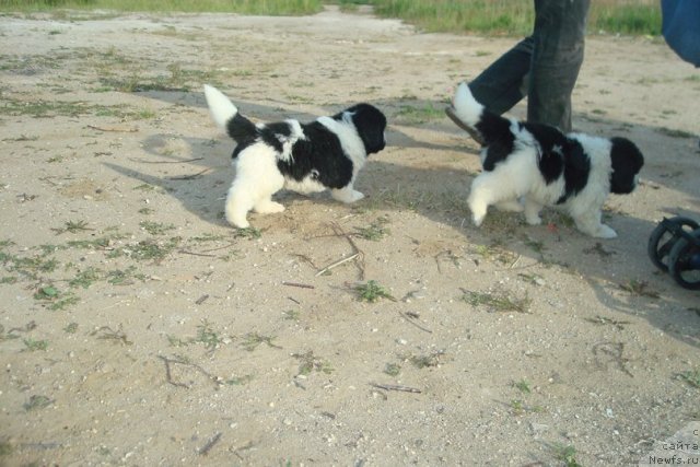 Фотография № 98940