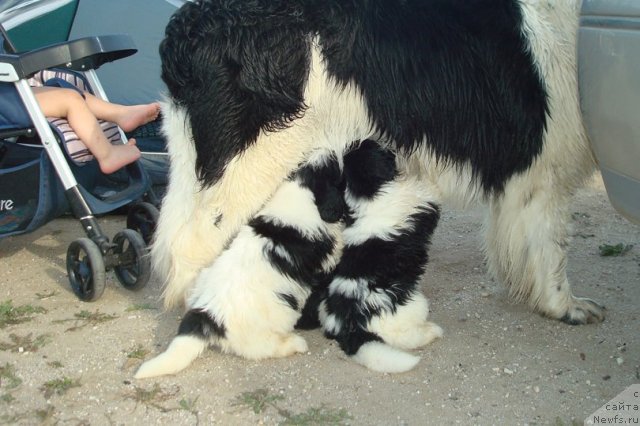 Фотография № 98941