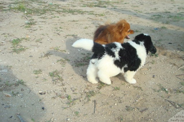 Фотография № 98943