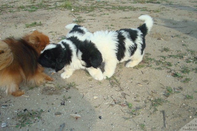 Фотография № 98945