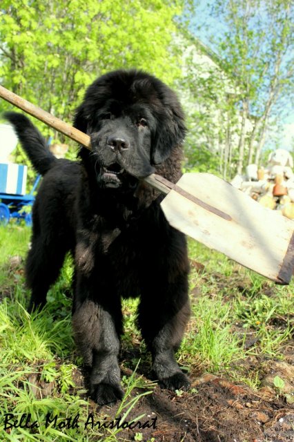 Фотография № 98949