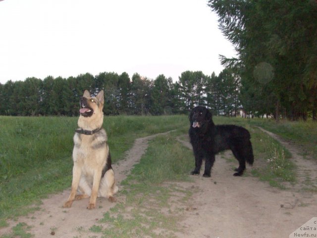 Фото: ньюфаундленд Кайден Плейфул (Kaiden Playful)