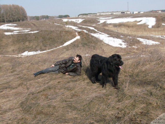 Фото: ньюфаундленд Кайден Плейфул (Kaiden Playful)