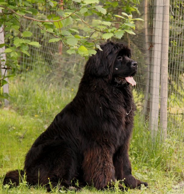 Фотография № 98970