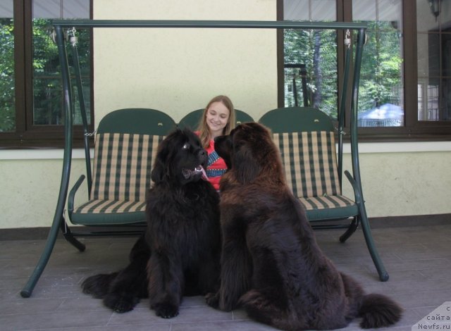 Фото: ньюфаундленд С'Нежная Вьюга Амороне Сартори (S'Nezhnaya Vjuga Amorone Sartori), ньюфаундленд Красотка Даниель Гранд Бэби