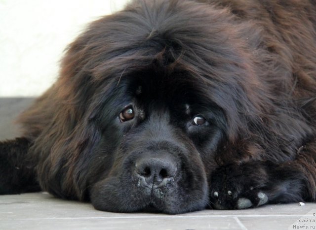 Фото: ньюфаундленд С'Нежная Вьюга Амороне Сартори (S'Nezhnaya Vjuga Amorone Sartori)