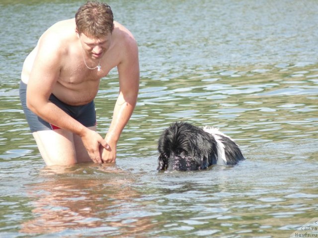 Фото: ньюфаундленд Океанская Волна из Тихого Омута