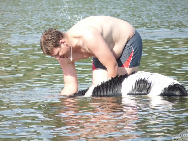 Фото: ньюфаундленд Океанская Волна из Тихого Омута