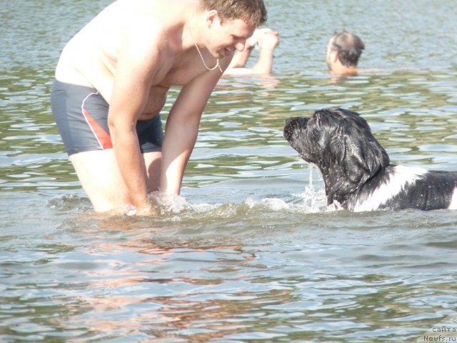 Фото: ньюфаундленд Океанская Волна из Тихого Омута