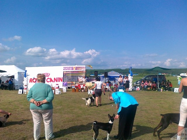 Фото: ньюфаундленд Супер Премиум Литониэль Валланинор (Super Premium Litoniel Vallaninor)