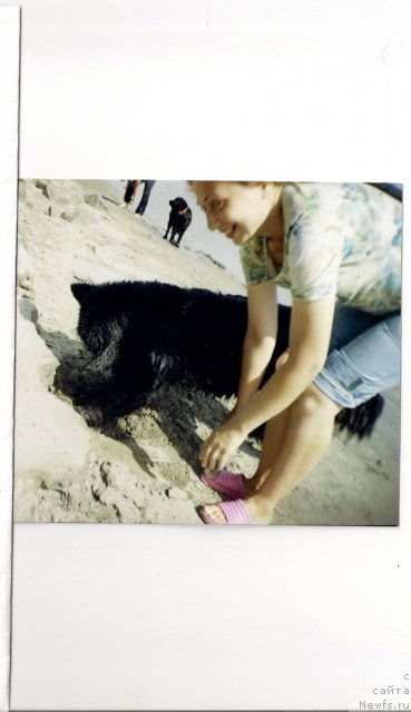 Фото: ньюфаундленд Дивная Ночь из Тихого Омута, Татьяна Пойдина