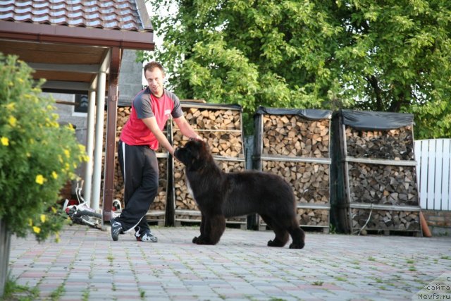 Фото: ньюфаундленд Love Me Tender Midnight Bear, Александр Розенфельд