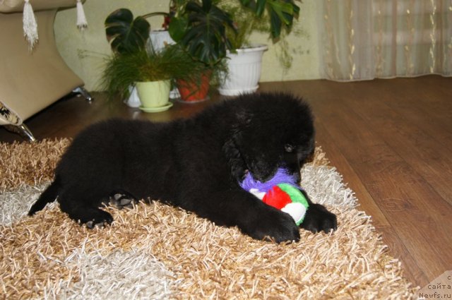 Фото: ньюфаундленд Руби Шайн из Медвежьего Яра (Ruby Shine iz Medvejyego  Yara)