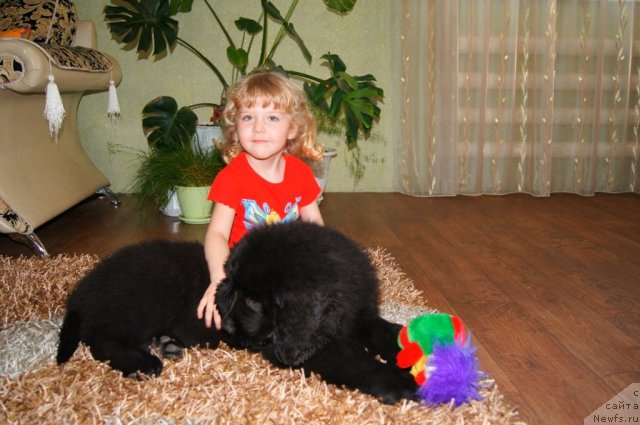 Фото: ньюфаундленд Руби Шайн из Медвежьего Яра (Ruby Shine iz Medvejyego  Yara)