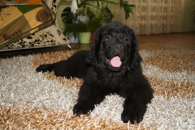 Фото: ньюфаундленд Руби Шайн из Медвежьего Яра (Ruby Shine iz Medvejyego  Yara)