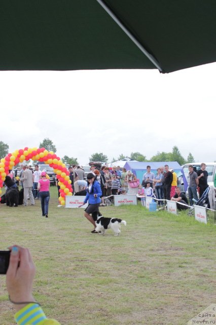 Фото: ньюфаундленд Супер Премиум Литониэль Валланинор (Super Premium Litoniel Vallaninor)