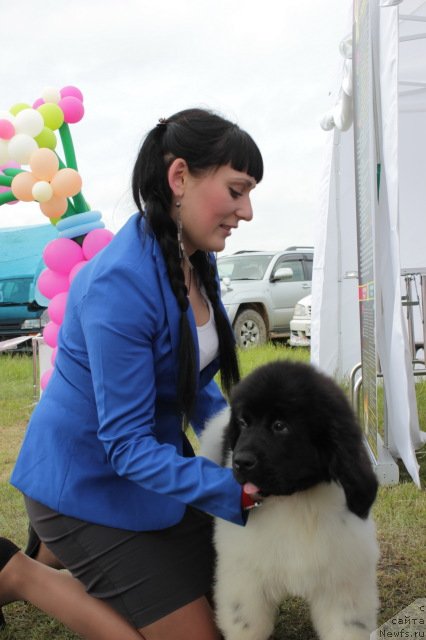 Фото: ньюфаундленд Супер Премиум Литониэль Валланинор (Super Premium Litoniel Vallaninor)