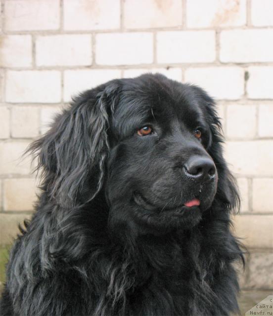Фото: ньюфаундленд Тайран Алихан