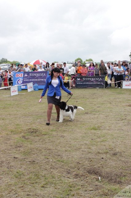 Фото: ньюфаундленд Супер Премиум Литониэль Валланинор (Super Premium Litoniel Vallaninor)