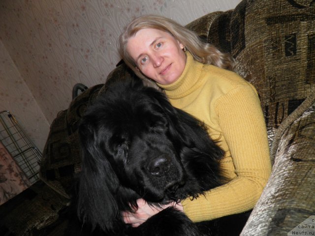 Фото: сын, ньюфаундленд Fiamettahauz Behemoth at Ovatsia (Фиаметтахауз Бегемот эт Овация), ньюфаундленд Авеста из Тихого Омута