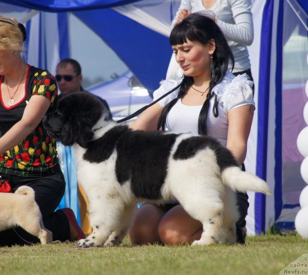 Фото: ньюфаундленд Супер Премиум Литониэль Валланинор (Super Premium Litoniel Vallaninor)