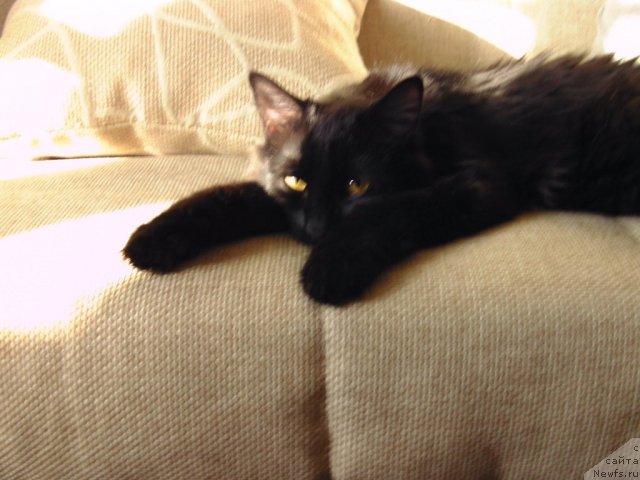 Фотография № 99011