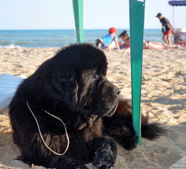 Фото: ньюфаундленд Бегущая по Волнам Зиллион (Beguschaya po Volnam Zillion)