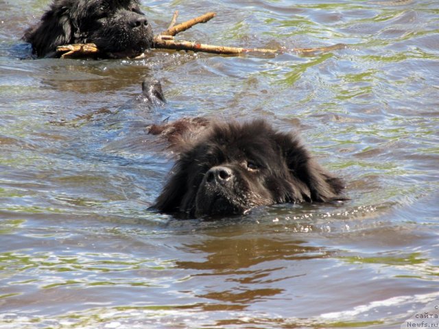 Фотография № 99020