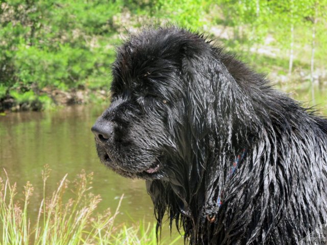 Фотография № 99024