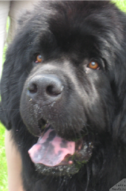 Фото: ньюфаундленд Лексус Гренд Босс (Lexus Grend Boss)
