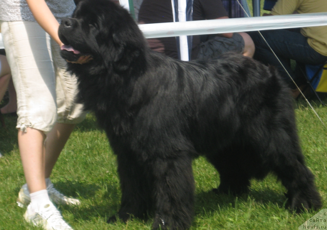 Фото: ньюфаундленд Лексус Гренд Босс (Lexus Grend Boss)