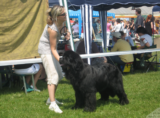 Фото: ньюфаундленд Лексус Гренд Босс (Lexus Grend Boss), Кристина Колодная