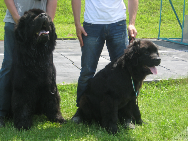 Фото: ньюфаундленд Лексус Гренд Босс (Lexus Grend Boss), ПРОСТО НАСТЯ НОВАЯ СКАЗКА С БЕРЕГА ДНЕПРА