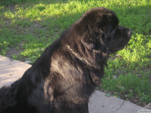 Фото: ньюфаундленд Лексус Гренд Босс (Lexus Grend Boss)