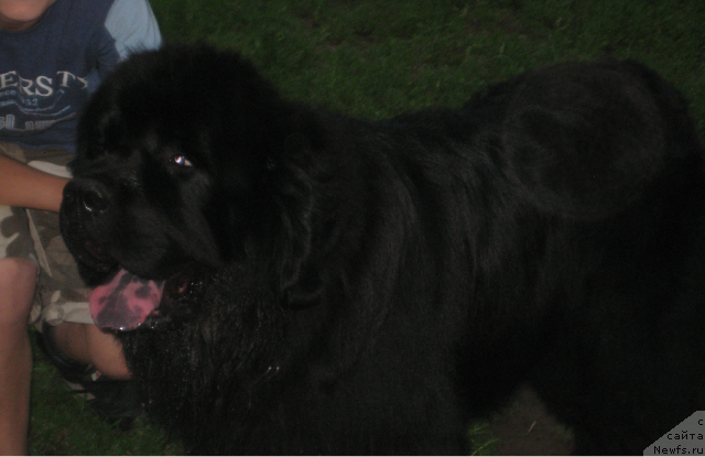 Фото: ньюфаундленд Лексус Гренд Босс (Lexus Grend Boss)