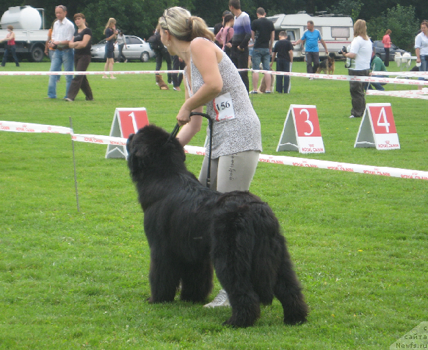 Фото: ньюфаундленд Лексус Гренд Босс (Lexus Grend Boss), Кристина Колодная